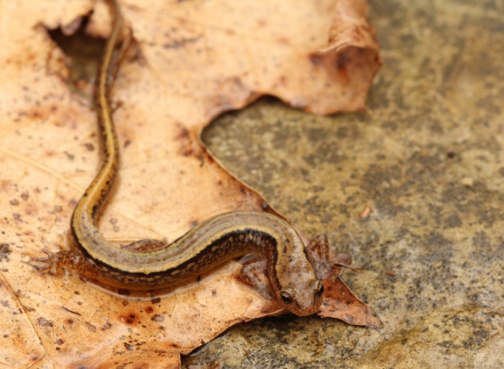 Northern Two-lined Salamander